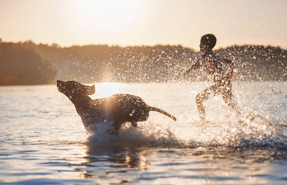 Child chases a dog through the water